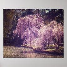 Fleurs de cerisier sur des arbres à côté d'un étan posters