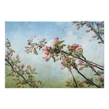 Fleurs de cerisier  tirage photo