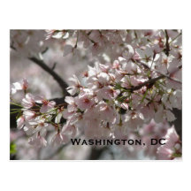 Fleurs de cerisier : Washington, carte postale de 