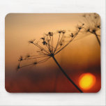 Fleurs de champ de coucher du soleil tapis de souris