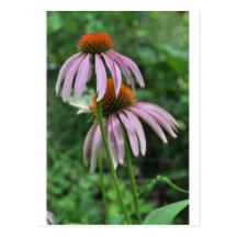 fleurs de cône carte postale