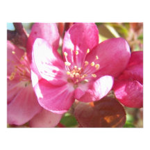 Fleurs de Crabapple Faire-parts