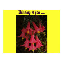 FLEURS DE FLEUR CARTES POSTALES