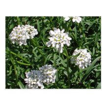FLEURS DE FLEUR CARTES POSTALES