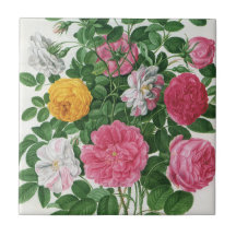 Fleurs de floraison de cru, roses de jardin de res carreaux en céramique