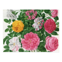 Fleurs de floraison de cru, roses de jardin de res cartes postales