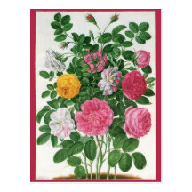 Fleurs de floraison de cru, roses de jardin de res carte postale