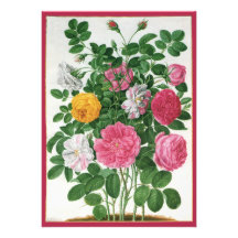 Fleurs de floraison de cru, roses de jardin de res bristol personnalisé