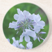 Fleurs de floraison de Phlox Dessous De Verre