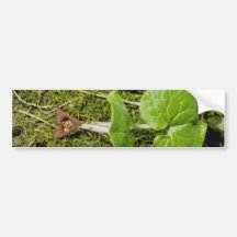 Fleurs de gingembre sauvage de Brown (Asarum Canad Autocollants Pour Voiture