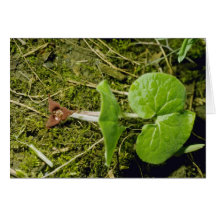 Fleurs de gingembre sauvage de Brown (Asarum Canad Carte De Vœux