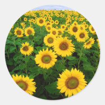 Fleurs de jaune de gisement de tournesol adhésifs ronds