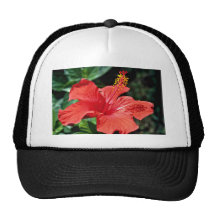 Fleurs de ketmie casquettes de camionneur