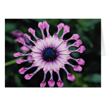 Fleurs de marguerite carte