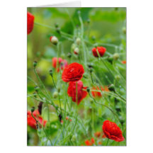 Fleurs de pavot cartes de vœux