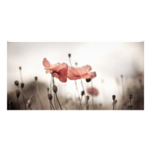 Fleurs de pavot modèle pour photocarte