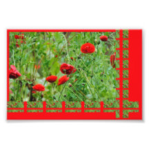 Fleurs de pavot photographes