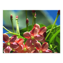 Fleurs de plante grimpante de Rangoon Photographies
