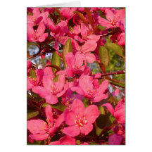 Fleurs de pomme sauvage carte de vœux