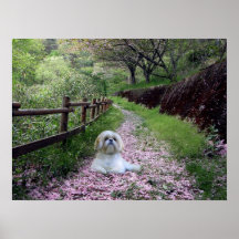 Fleurs de pourpre d'affiche de Shih Tzu