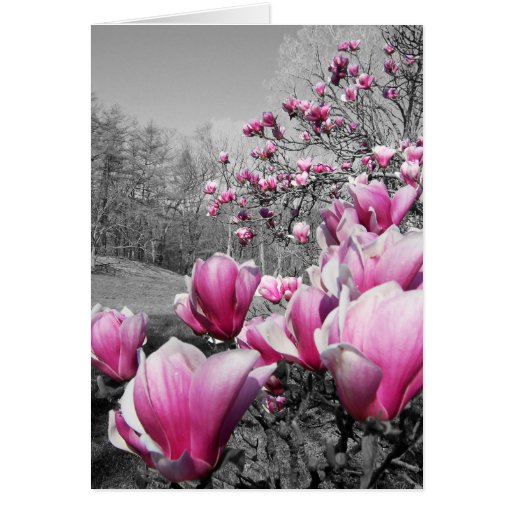 Fleurs de ressort carte de vœux