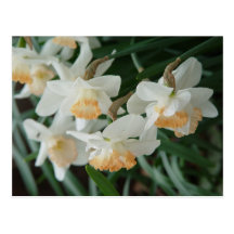 Fleurs de ressort carte postale