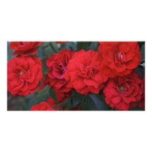 Fleurs de rose rouge - photographie de fleur photocarte personnalisée