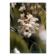 Fleurs de sauterelle carte de vœux