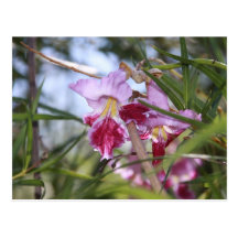 Fleurs de Sedona Cartes Postales