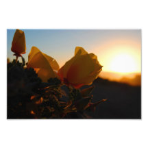 Fleurs de soirée photographie