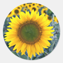 Fleurs de tournesols autocollants