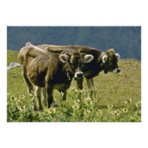 fleurs de vaches au jaune deux cartons d'invitation