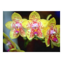 Fleurs de Vanda de chaux Invitations Personnalisables