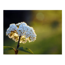 Fleurs de Viburnum en défunte carte postale de lue