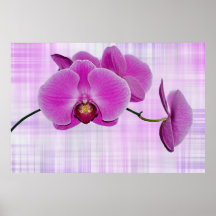 Fleurs d'orchidée affiches