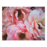 Fleurs douces de rose de rose - photographie de fl