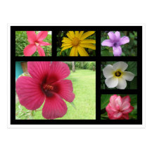 Fleurs du Costa Rica Carte Postale