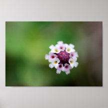 FLEURS EN FLEUR POSTERS
