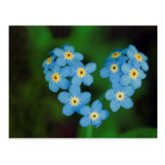 Fleurs en forme de coeur de myosotis carte postale