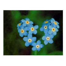 Fleurs en forme de coeur de myosotis carte postale