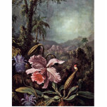 Fleurs et colibris de passion d'orchidées par Mart Photo En Découpe