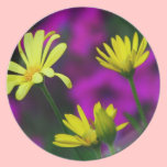 Fleurs jaunes de plat pourpre assiettes