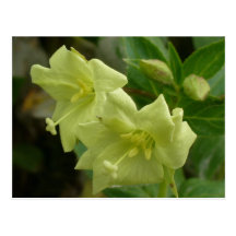 Fleurs jaunes de Willowherb, île d'Unalaska Carte Postale