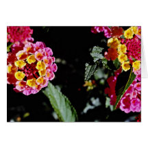 Fleurs jaunes et roses de têtes de fleur cartes de vœux