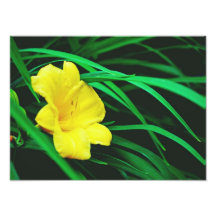 fleurs jaunes photos sur toile