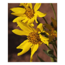 Fleurs jaunes tirages photo