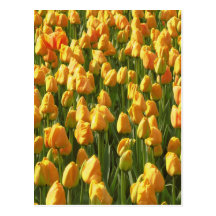 Fleurs oranges de tulipe cartes postales