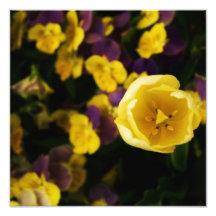 Fleurs Photographies