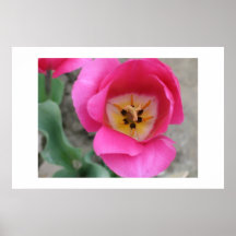 Fleurs Posters