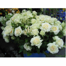 Fleurs pour vous photo en relief